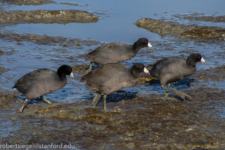 baylands